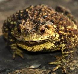 娱乐吃瓜大蛤蟆,揭秘娱乐圈幕后趣闻